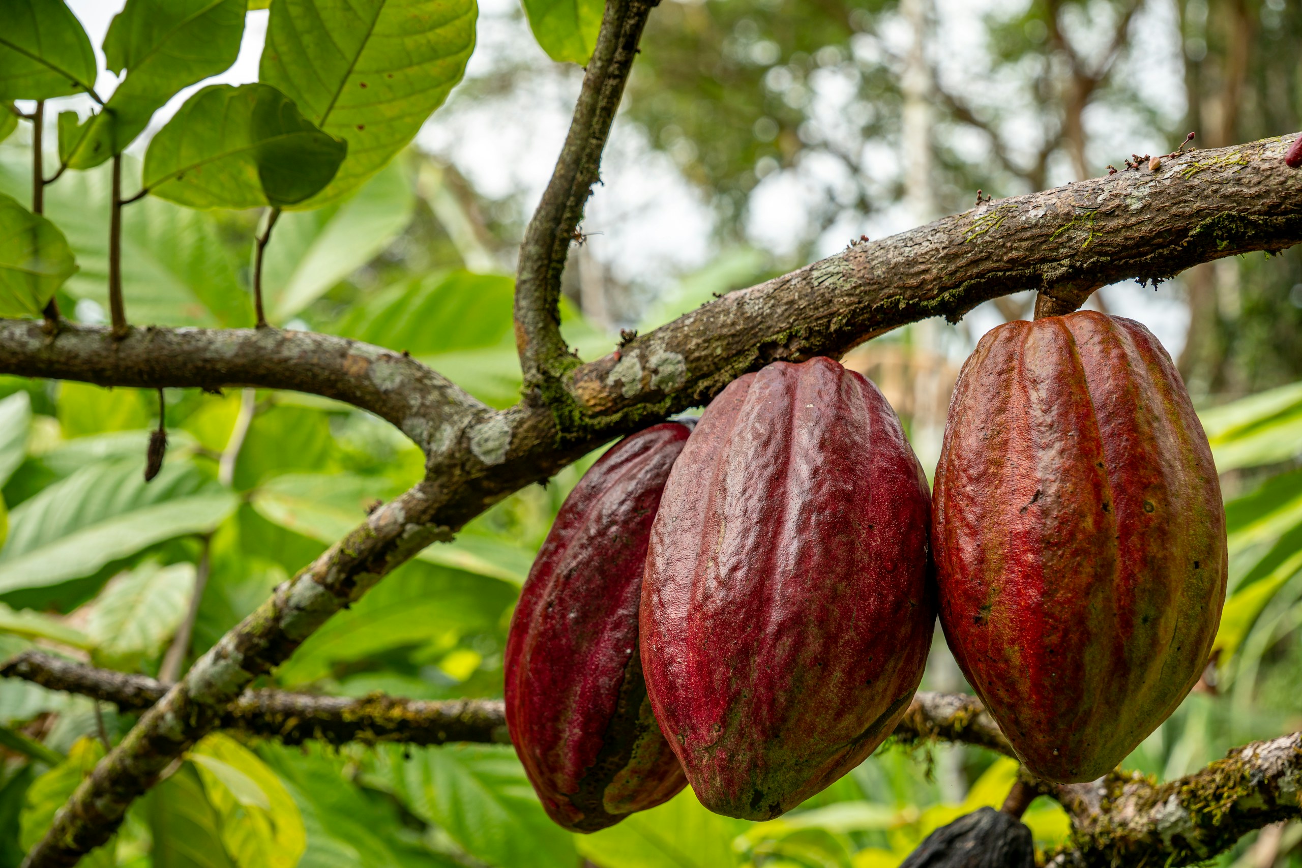 Cacao pods